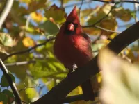 Foto: Kardinaal [Richmondena cardinalis] Florida USA 